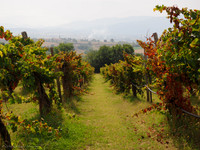 Vineyard of Cantina Botti